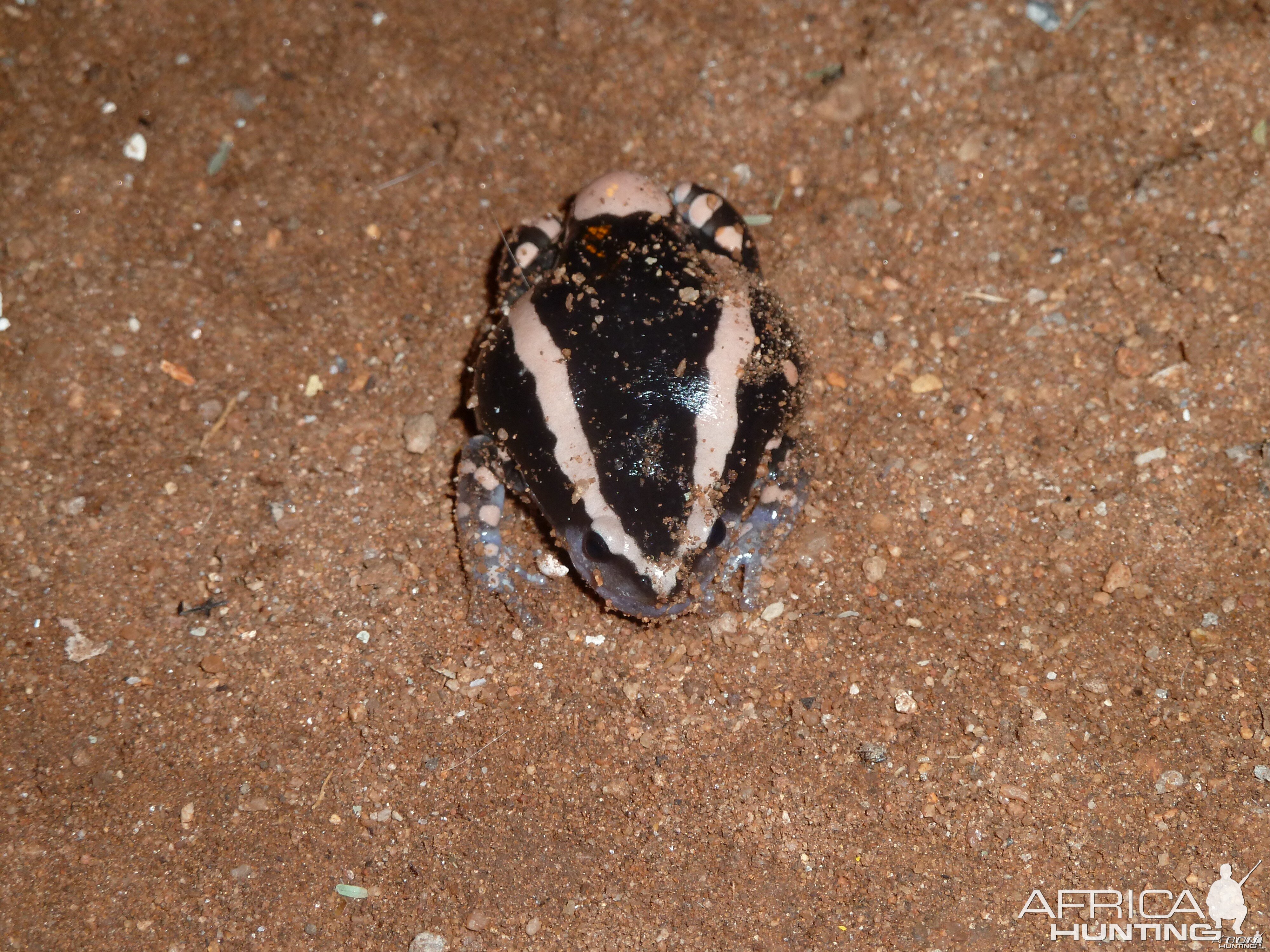 Banded Rubber Frog namibia