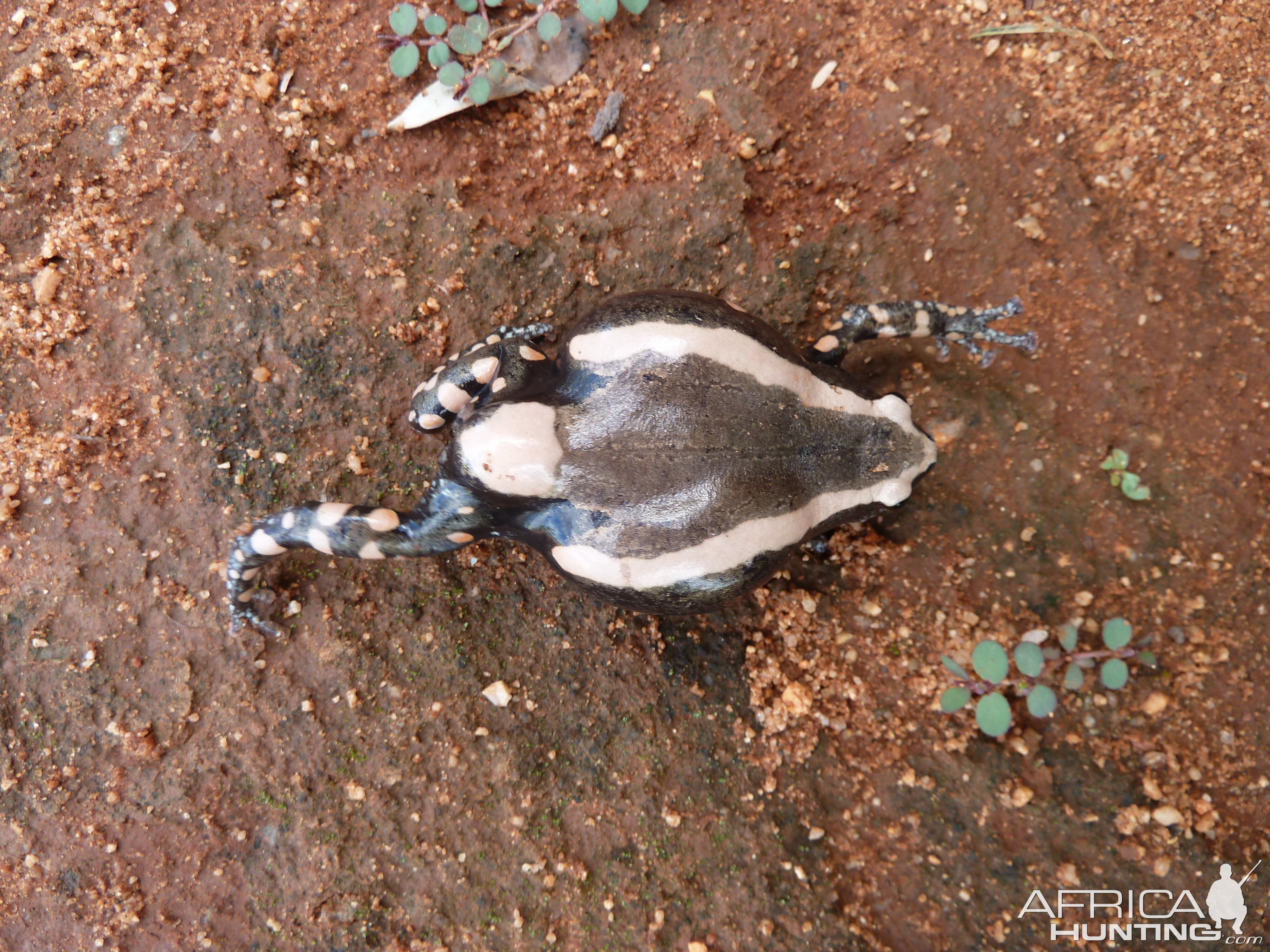 Banded Rubber Frog namibia