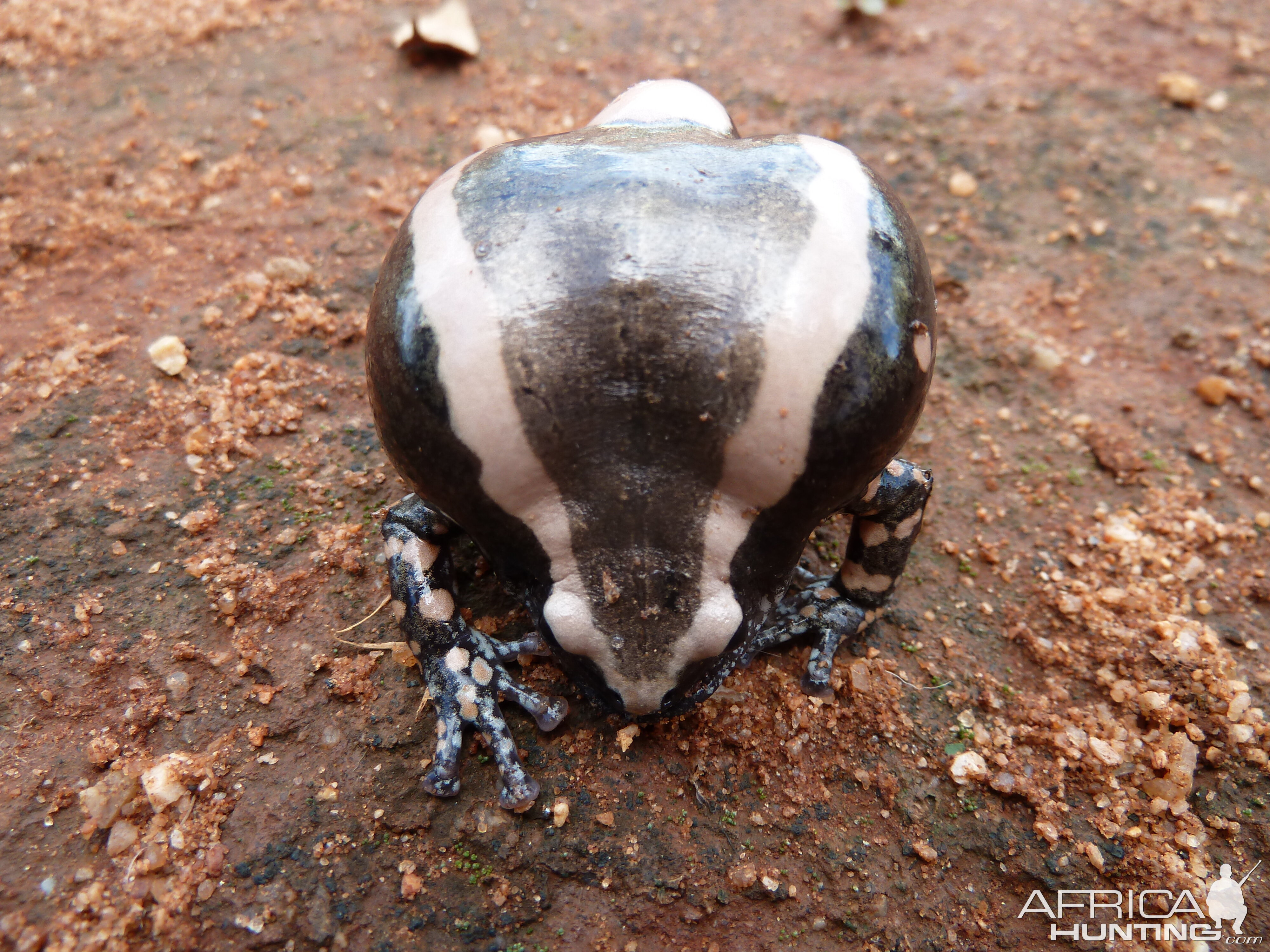 Banded Rubber Frog namibia