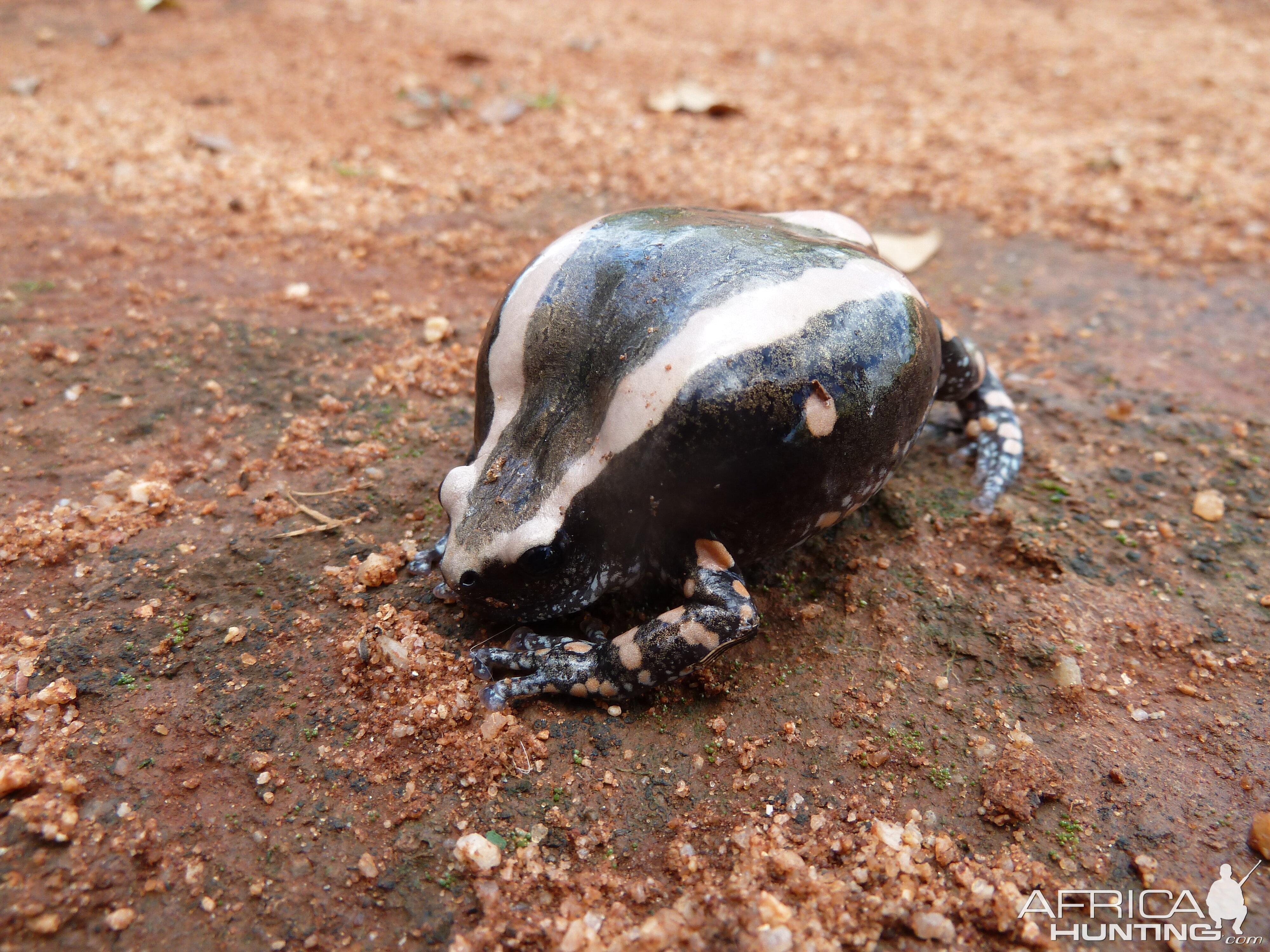 Banded Rubber Frog namibia