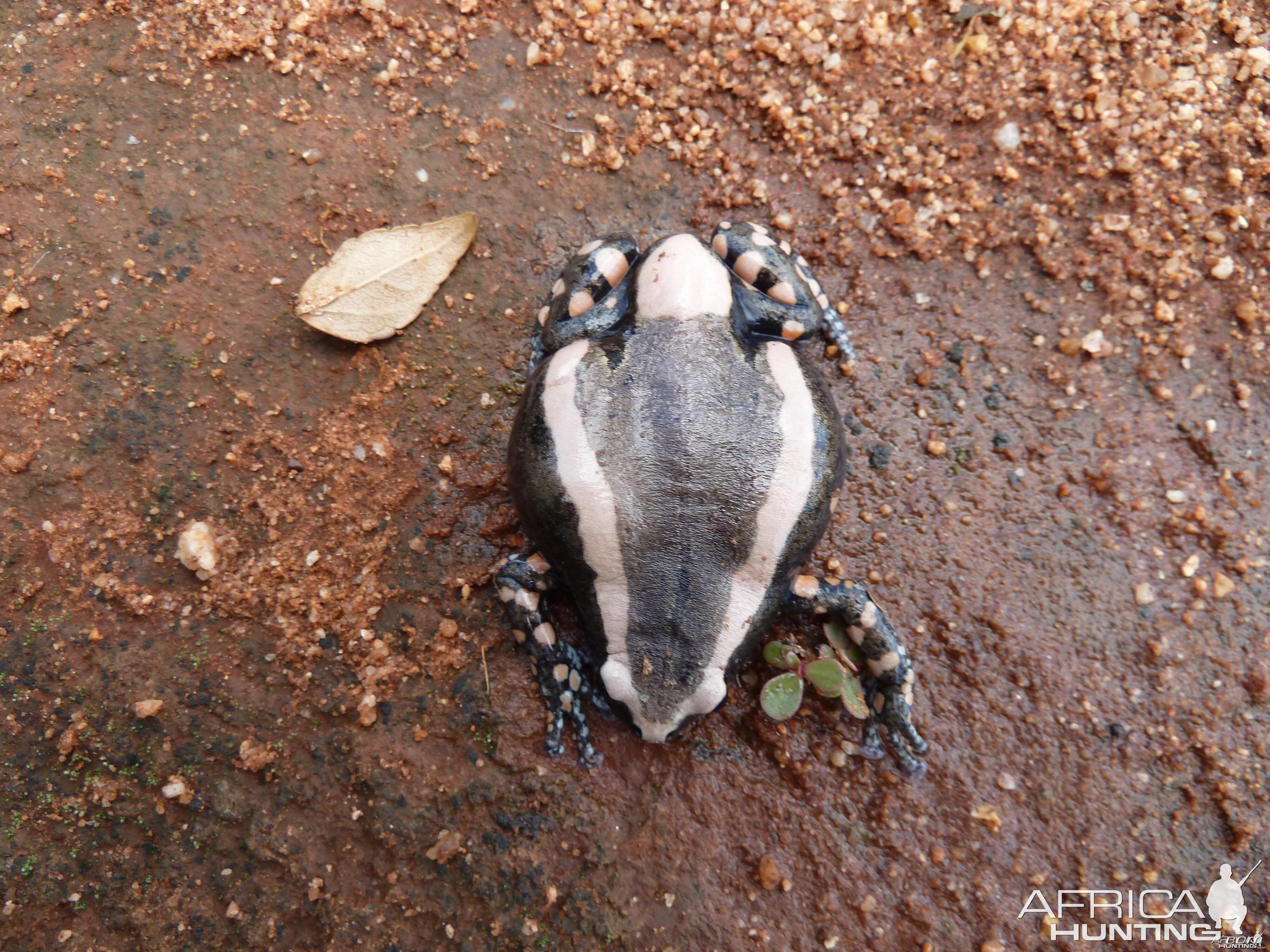 Banded Rubber Frog namibia