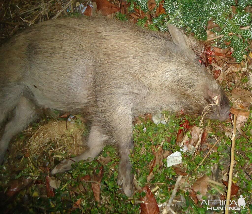 Bangladesh Hunting Wild Boar