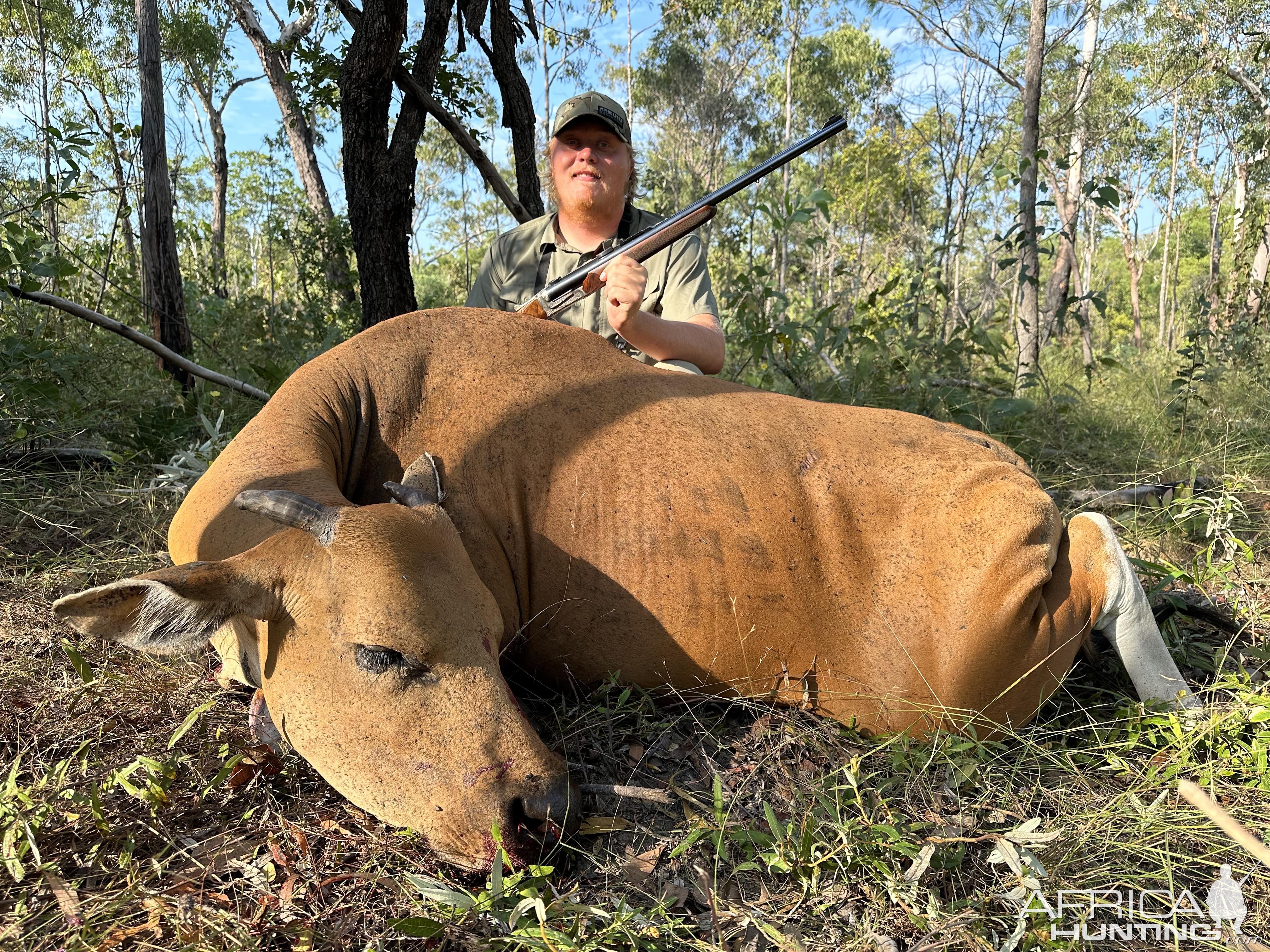 Banteng Hunt Australia