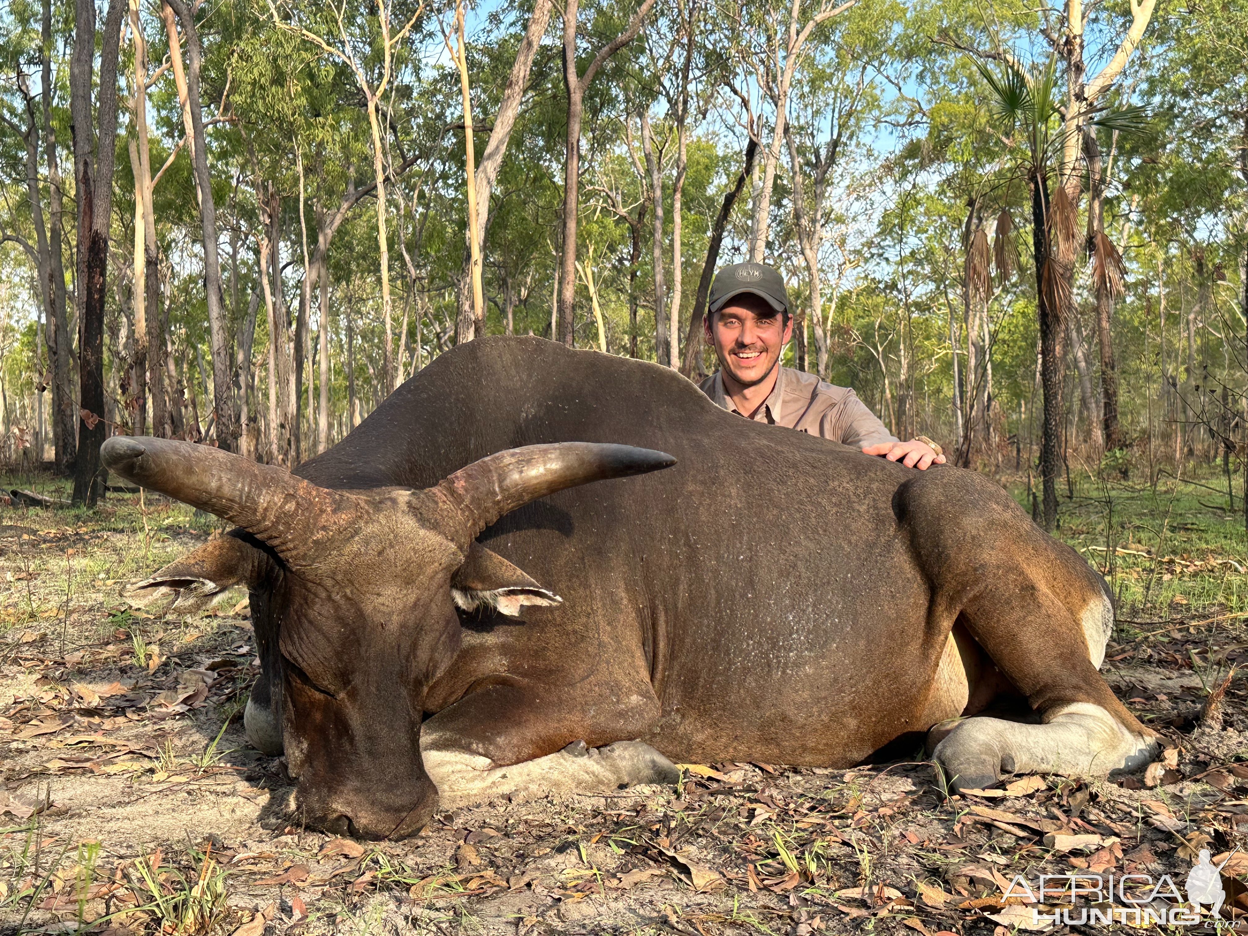 Banteng Hunt Australia