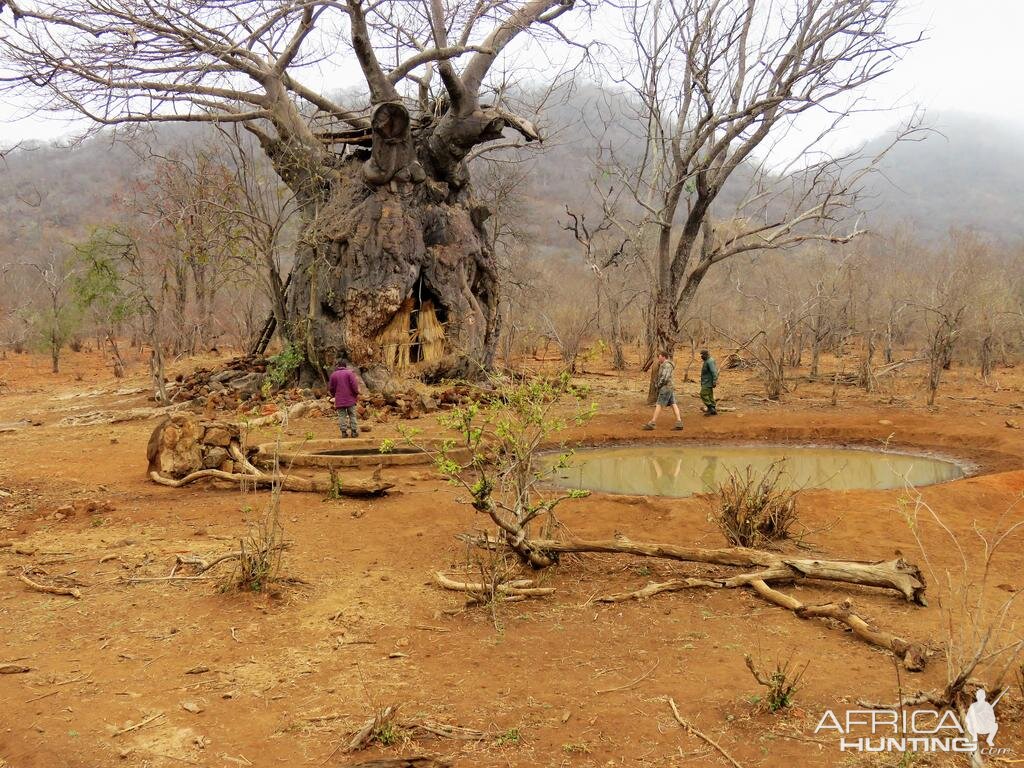 Baobab blind