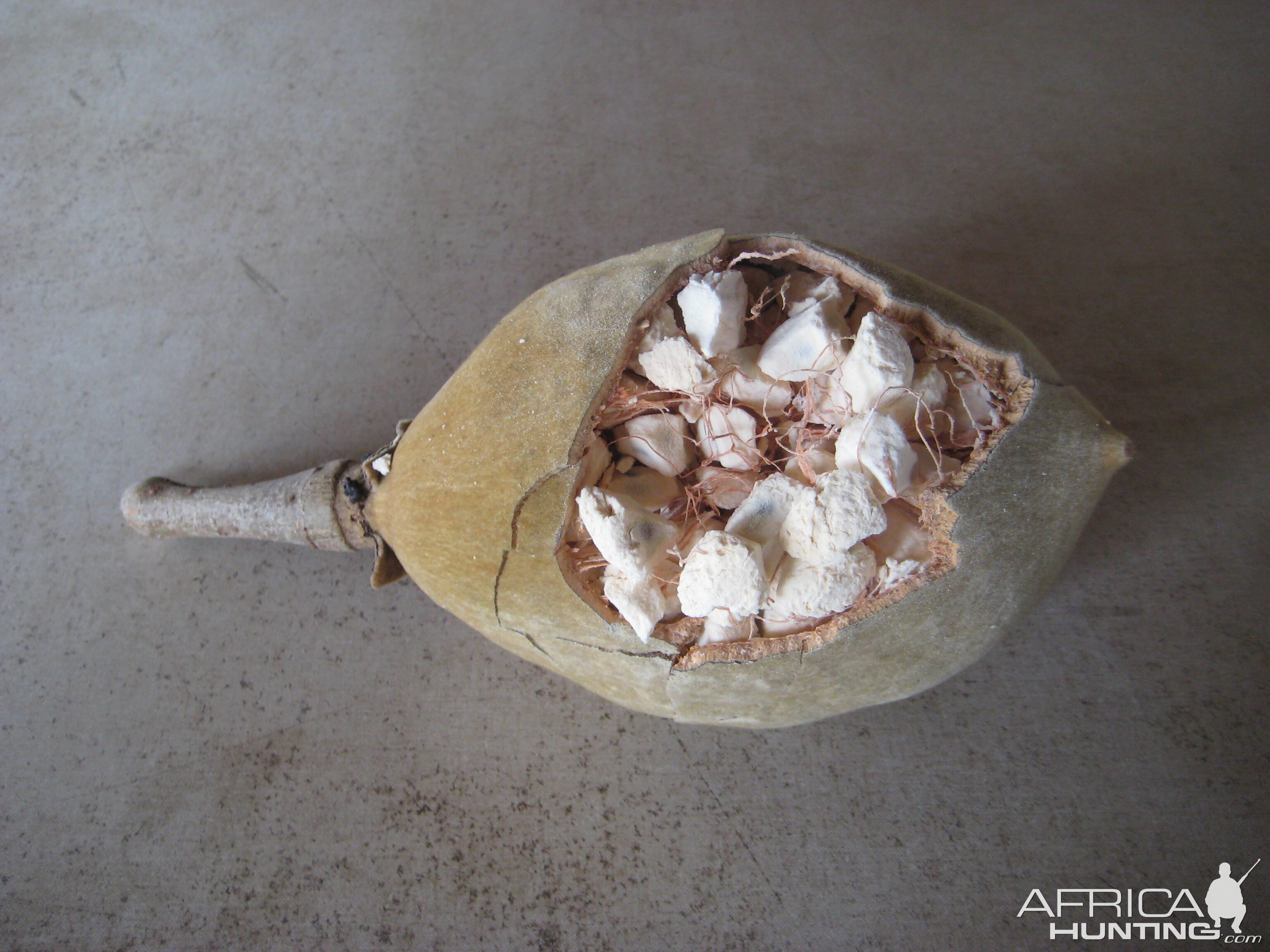 Baobab fruit