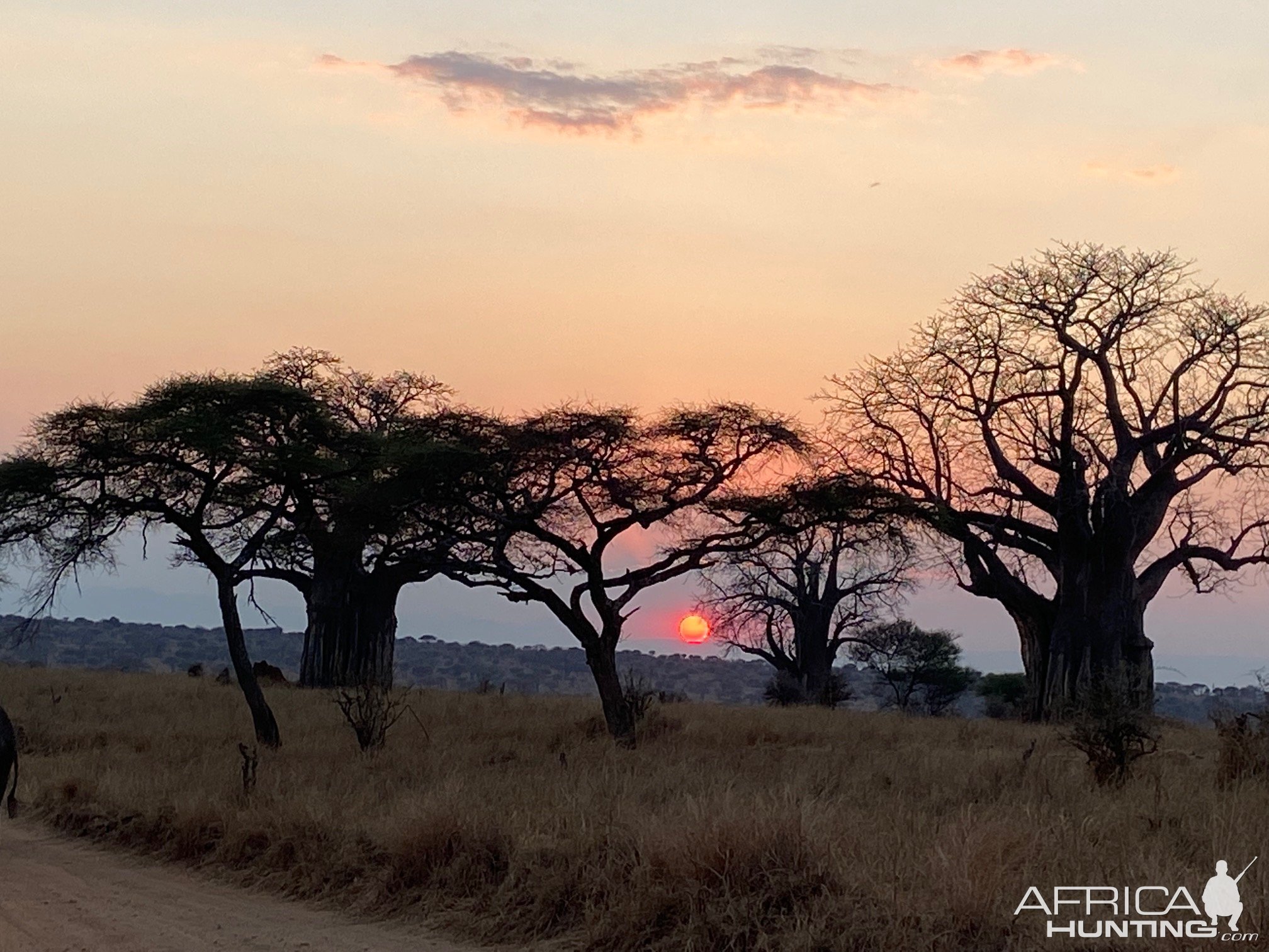 Baobab Sunset Tarangire National Park Tanzania