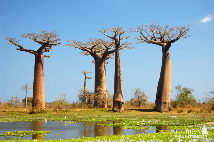 Baobab Tree in Madagascar