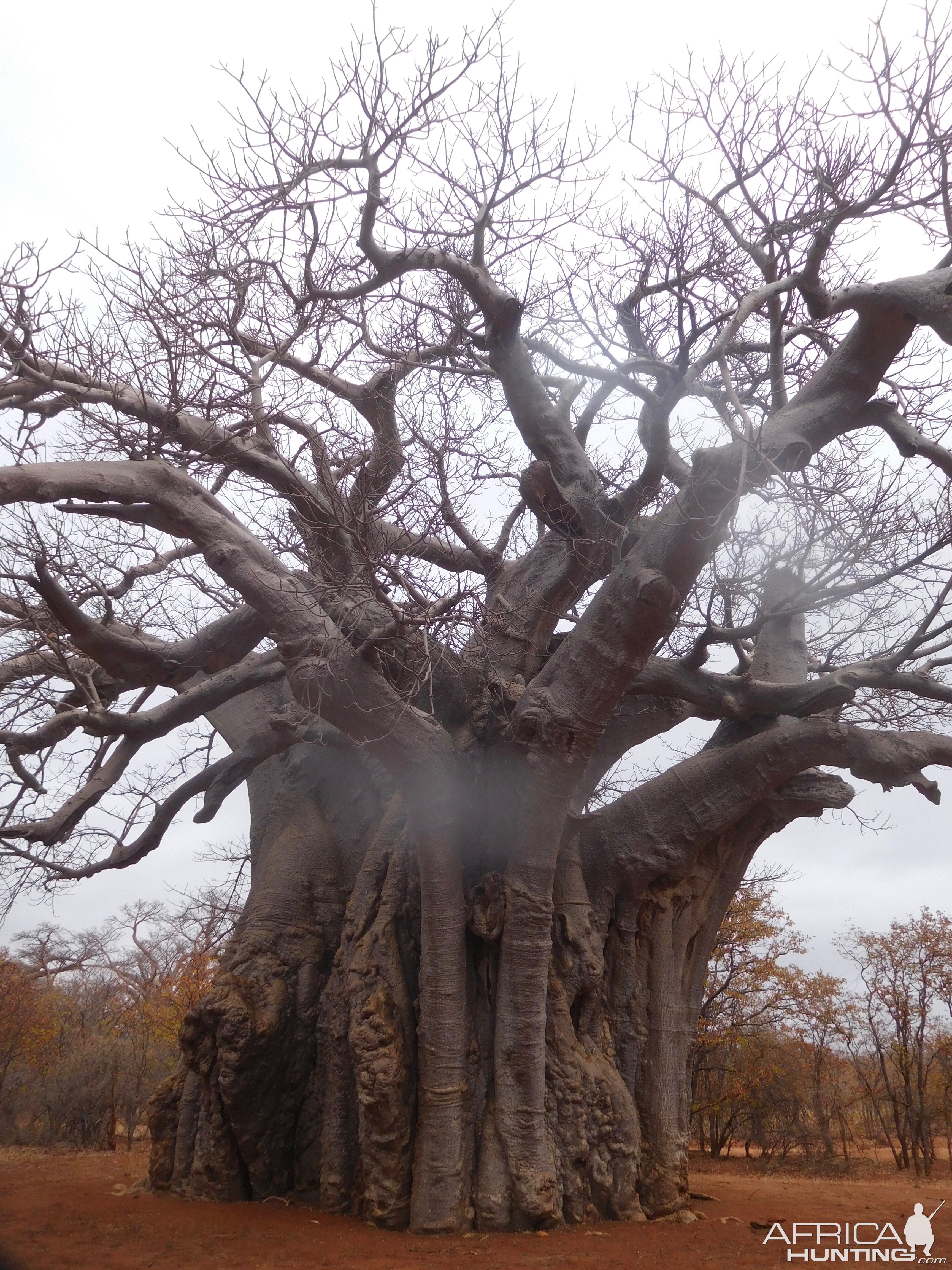 Baobab Tree in South Africa