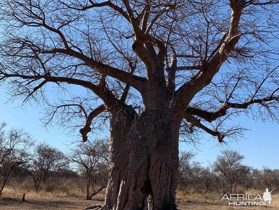 Baobab Tree South Africa