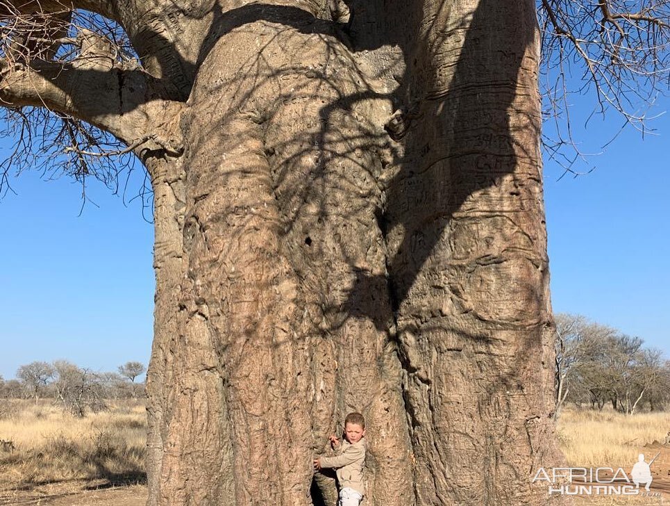 Baobab Tree South Africa