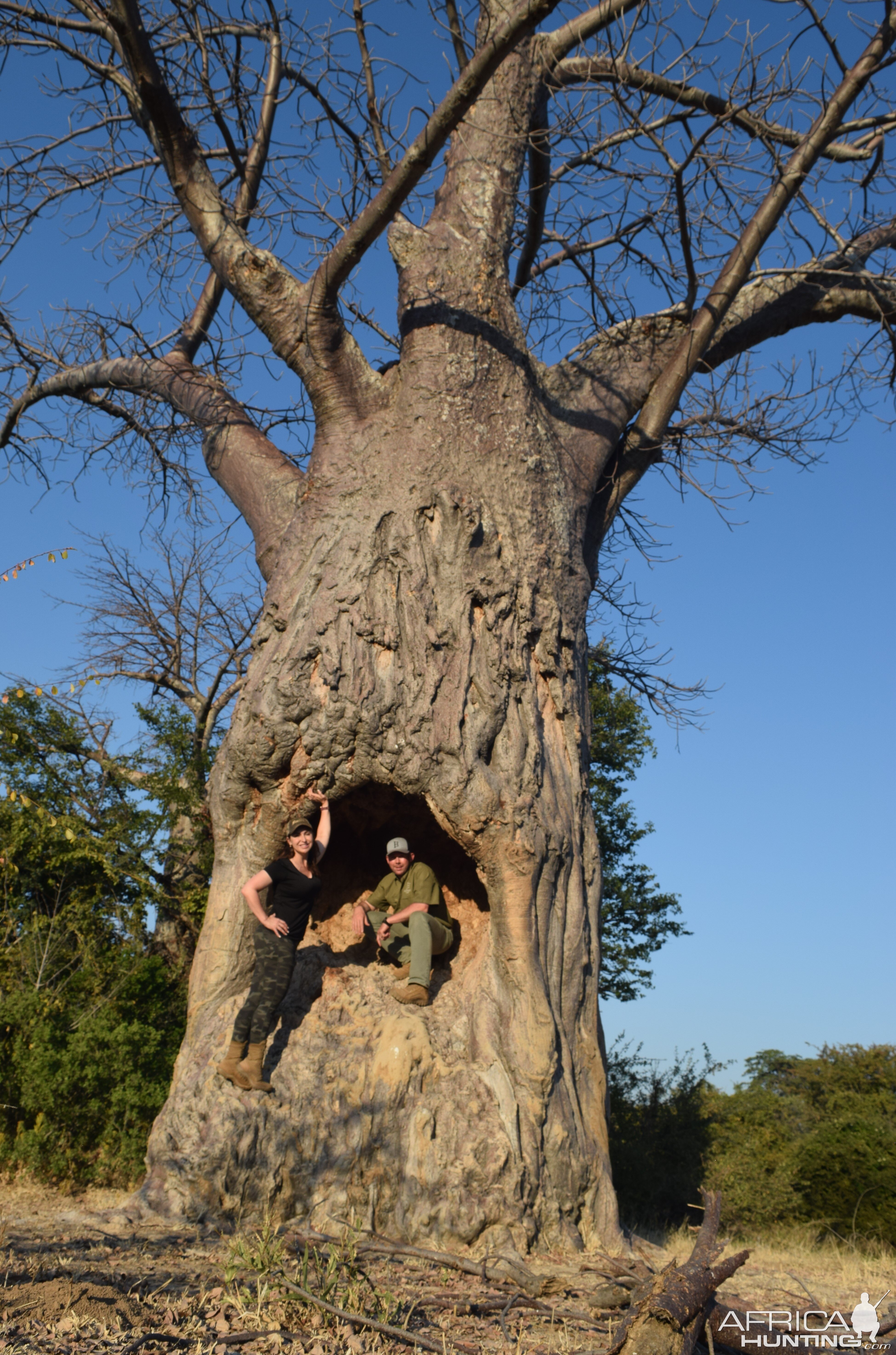 Baobab Tree Zimbabwe