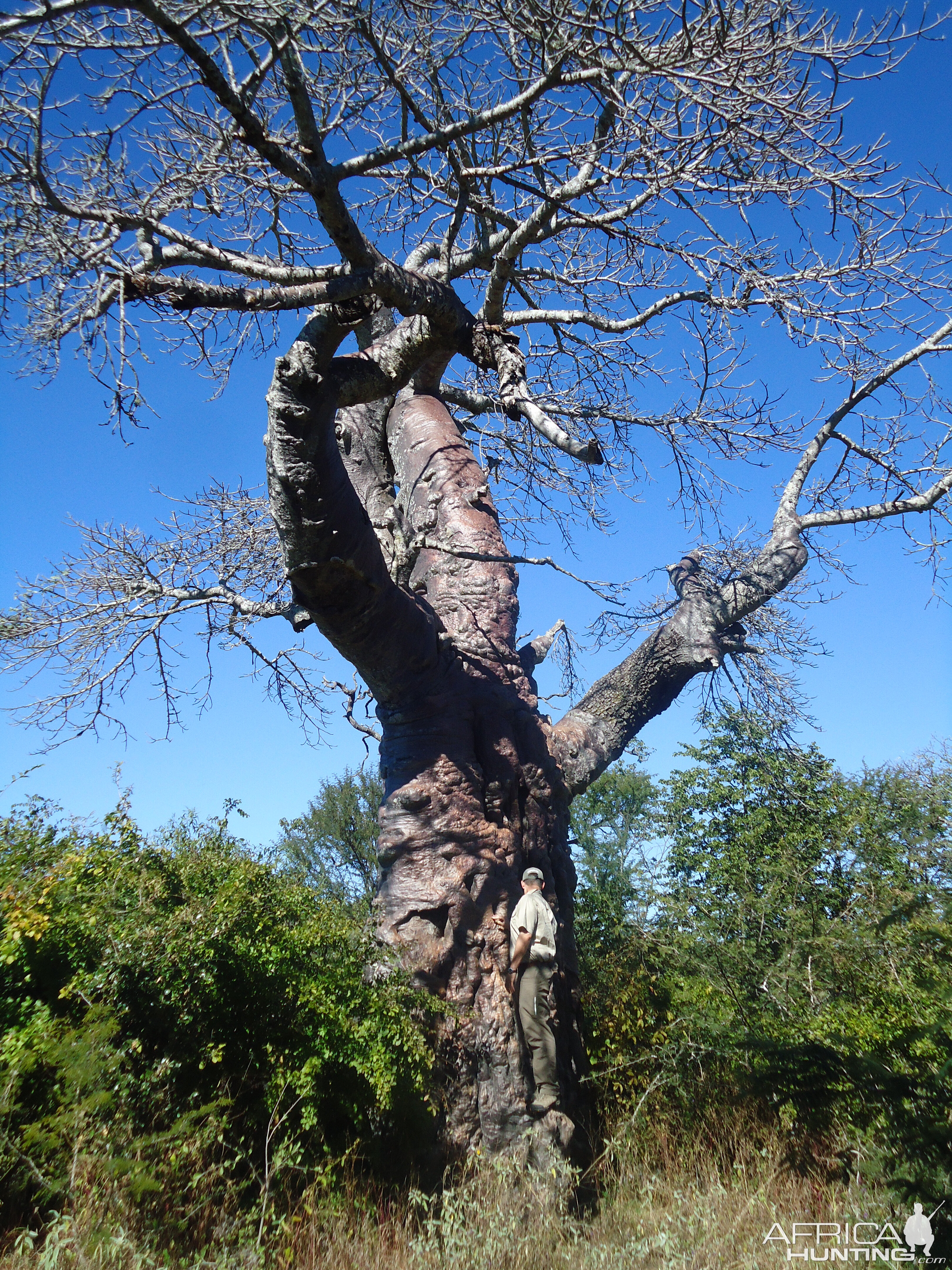 Baobab Tree Zimbabwe