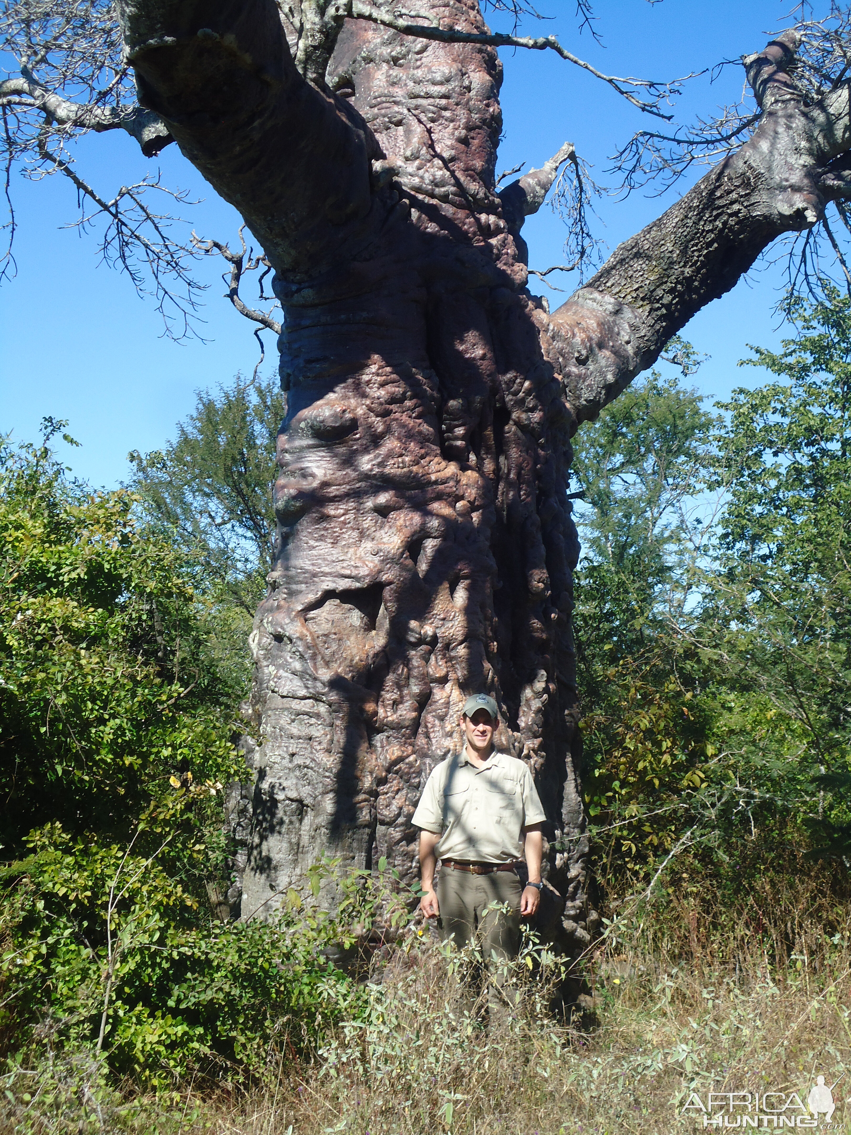 Baobab Tree Zimbabwe