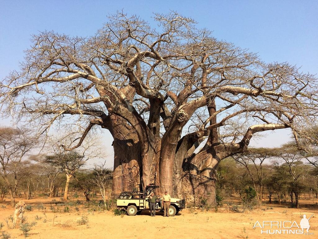 Baobab Tree Zimbabwe