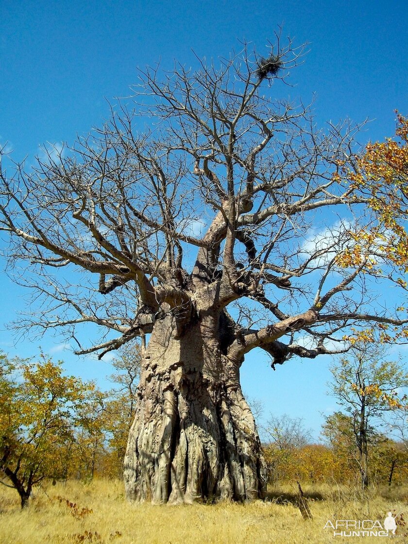 Baobab Tree Zimbabwe