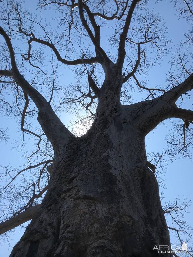 Baobab Tree Zimbabwe