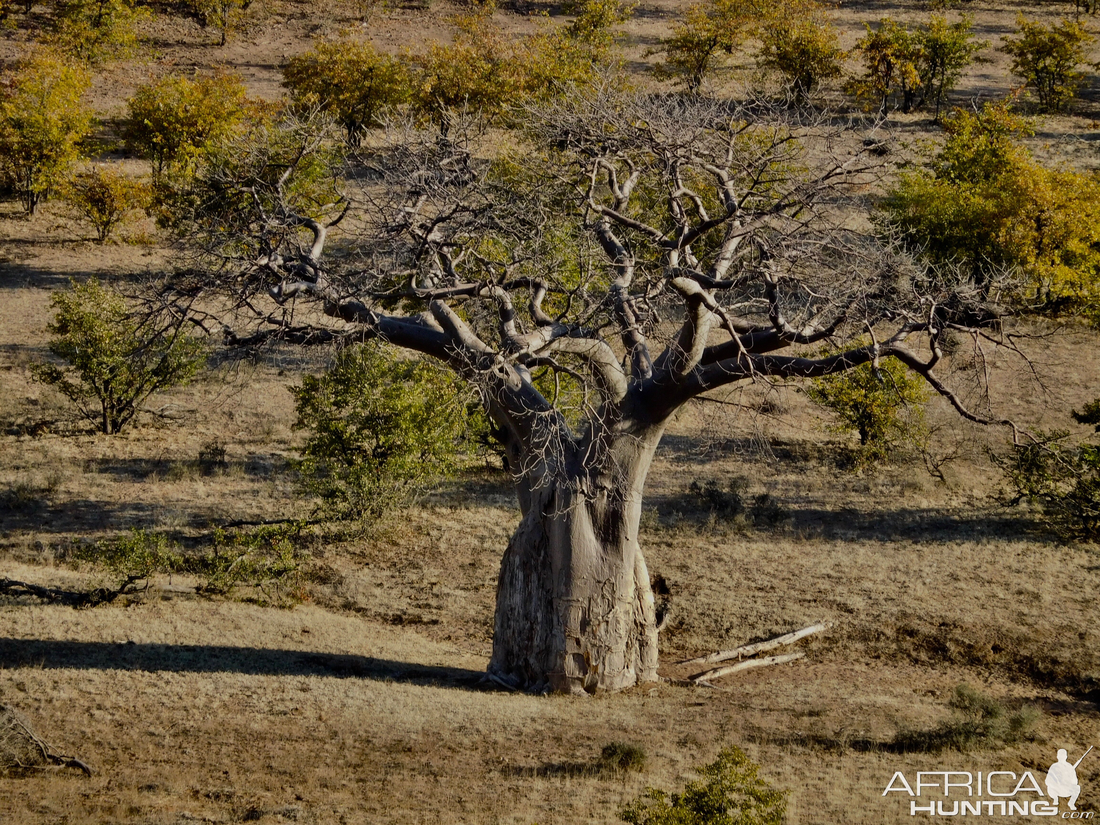 Baobab Tree Zimbabwe