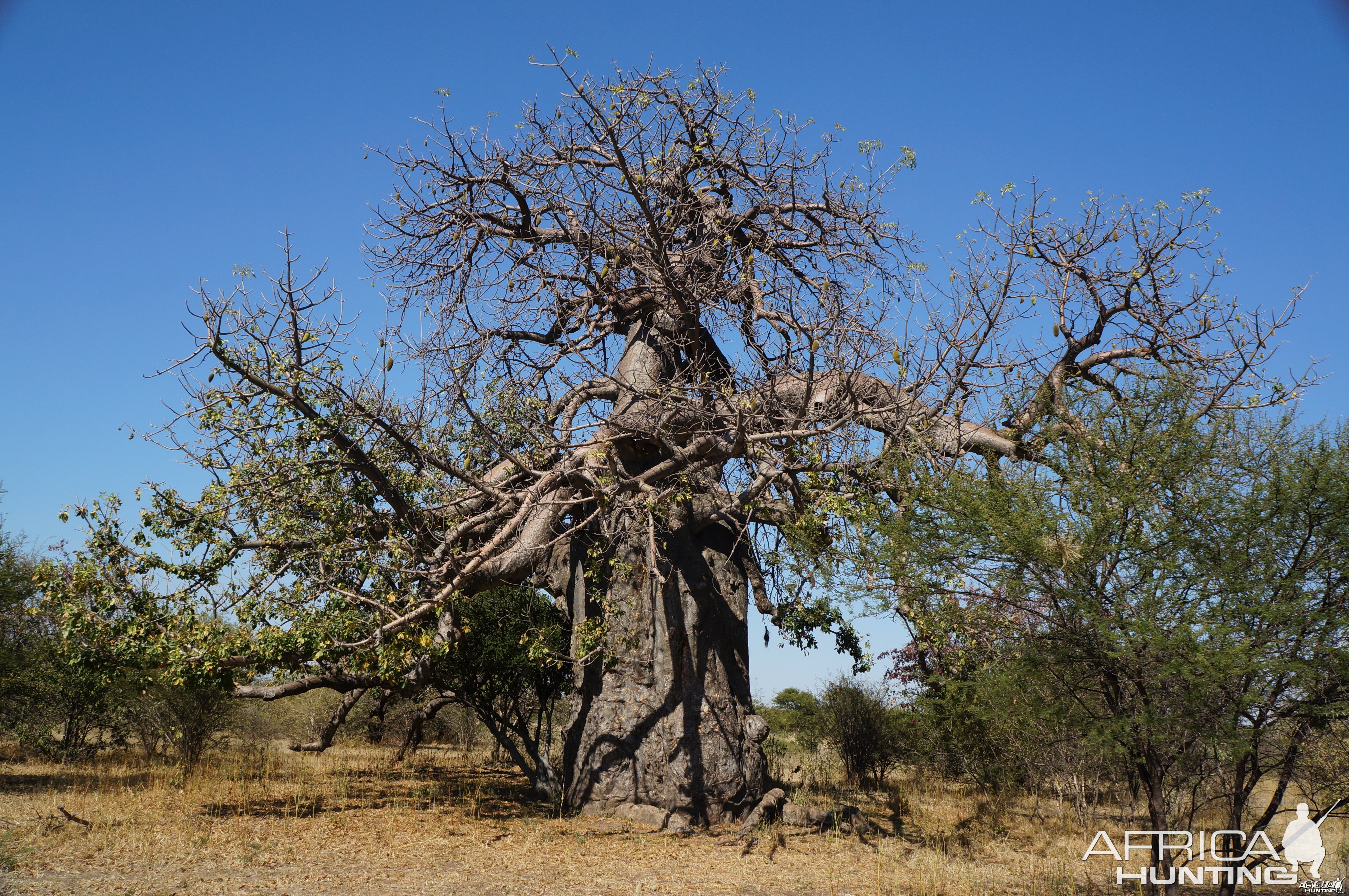 Baobab Tree