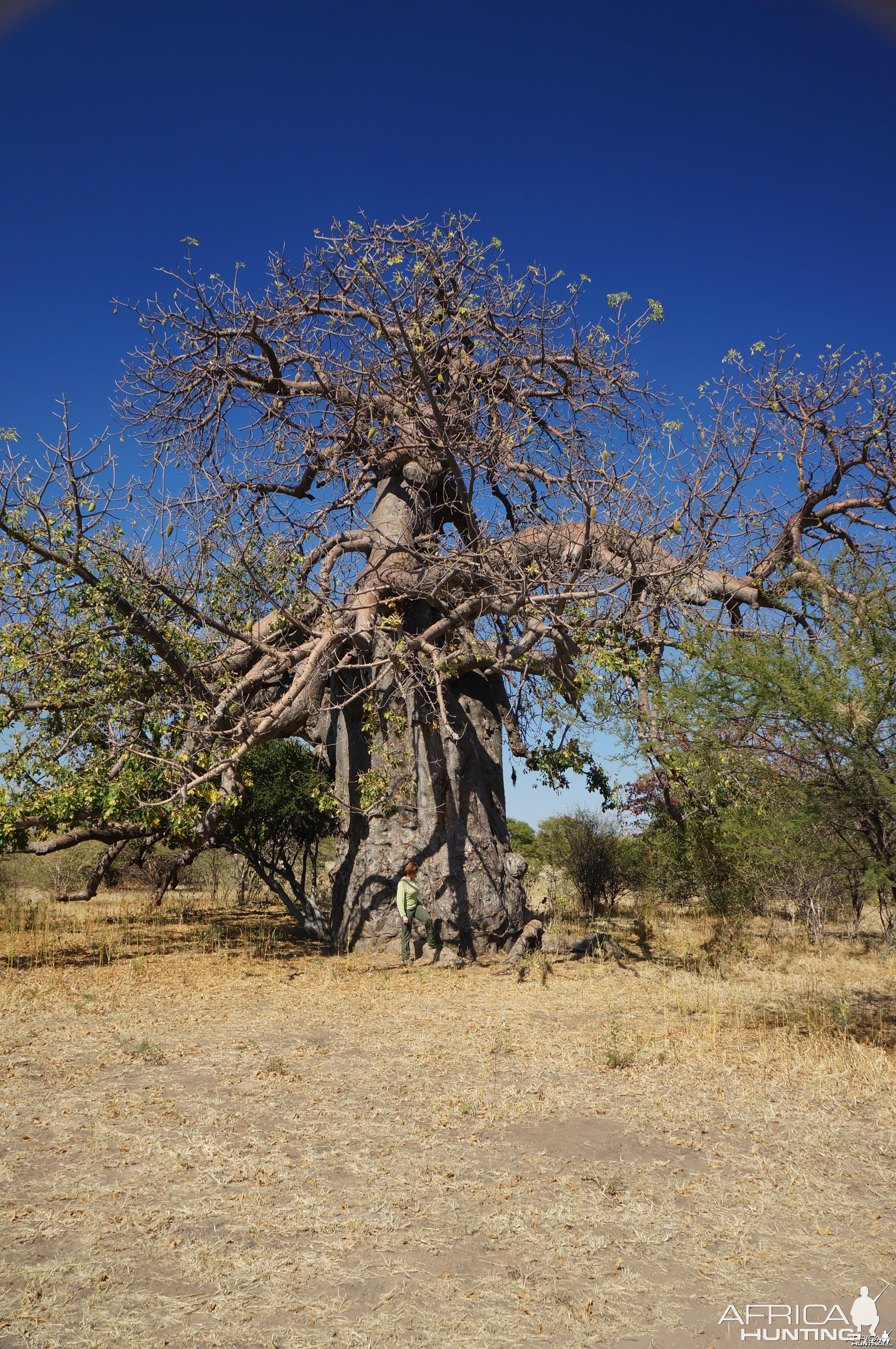 Baobab Tree