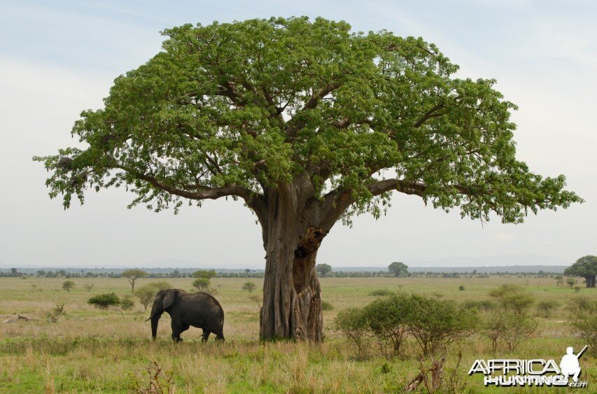 Baobab Tree