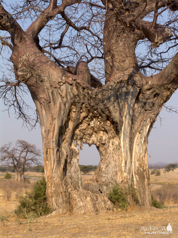 Baobab Tree