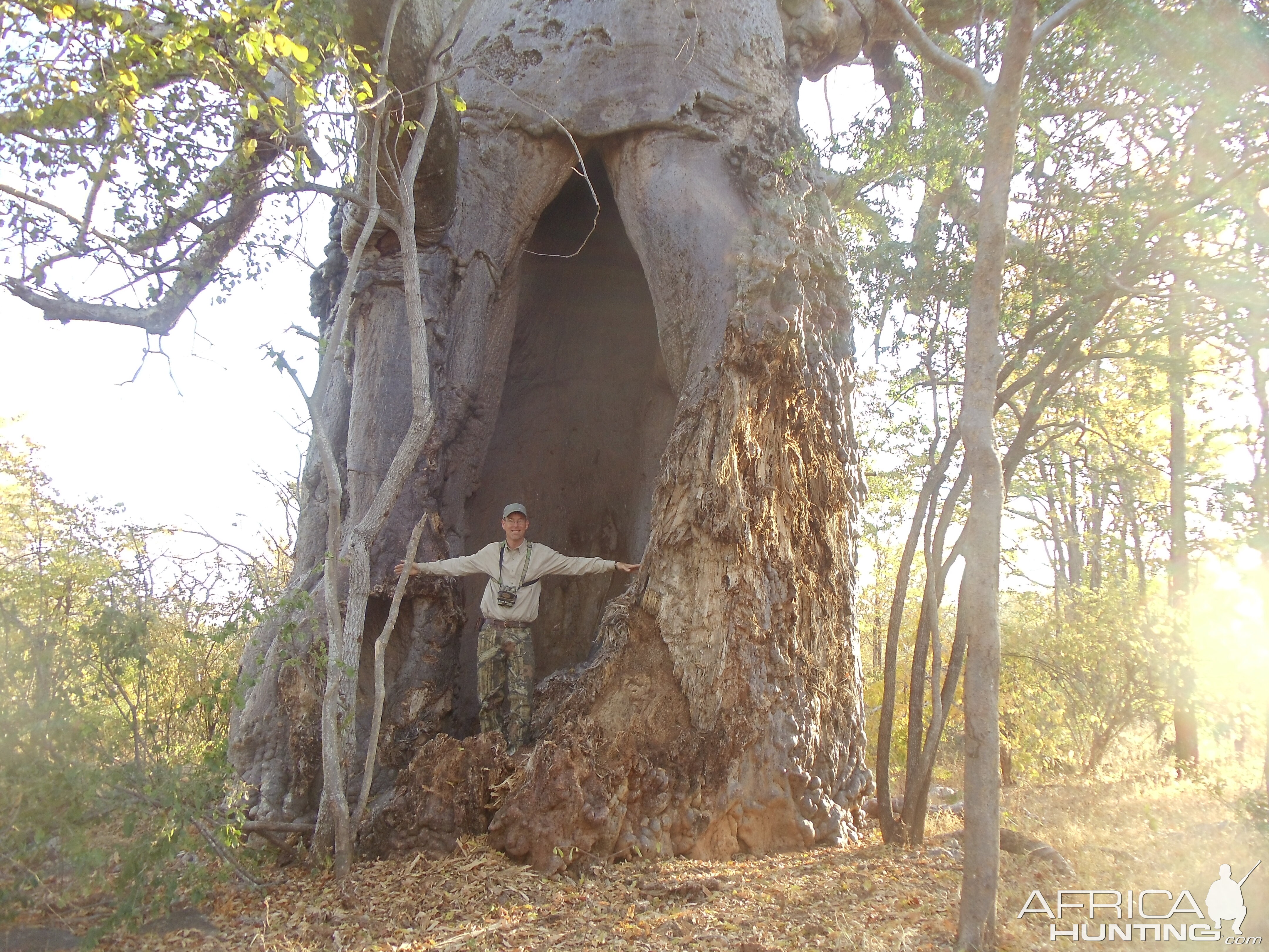 Baobab Tree