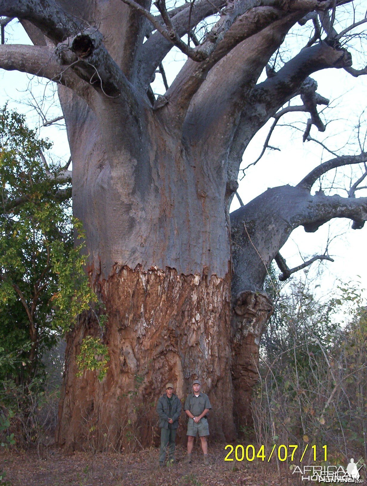 Baobab tree