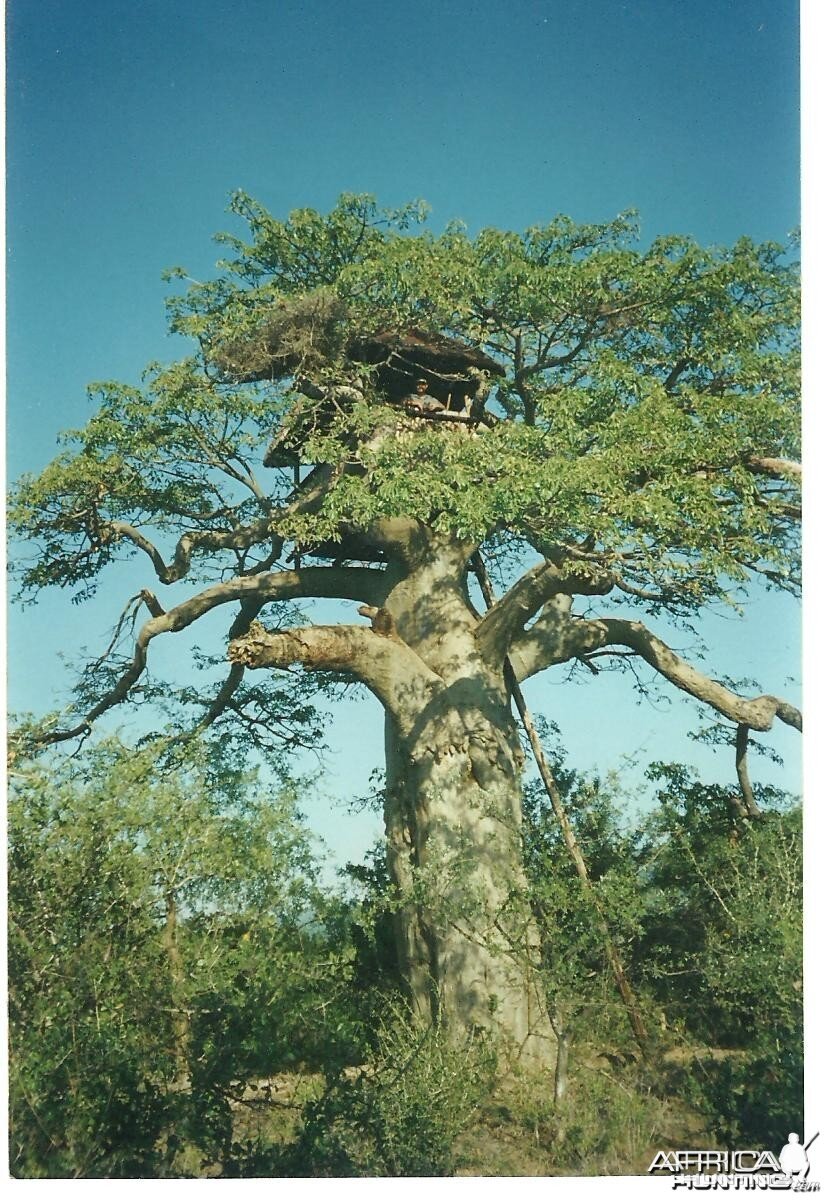 Baobab