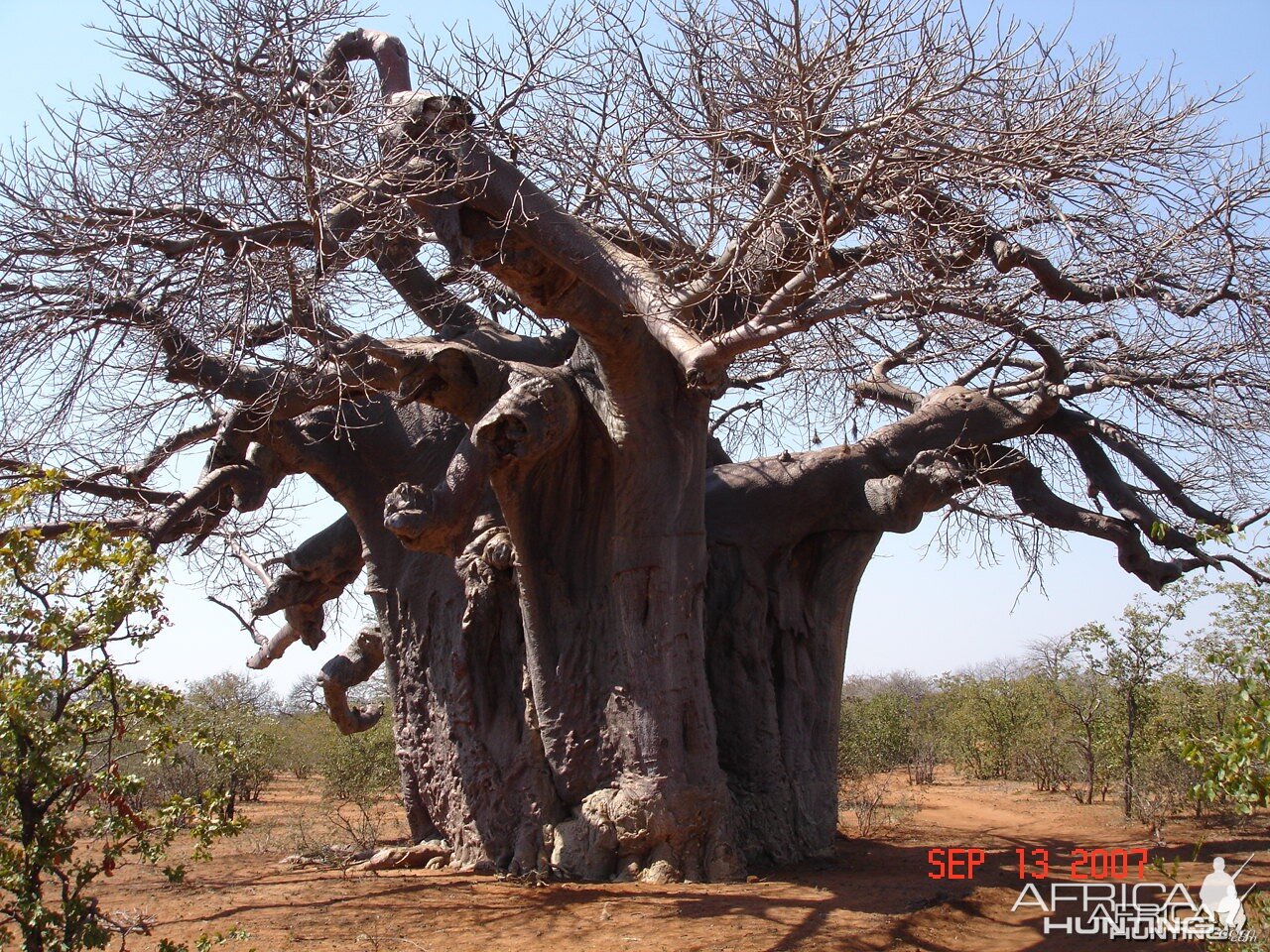 Baobab