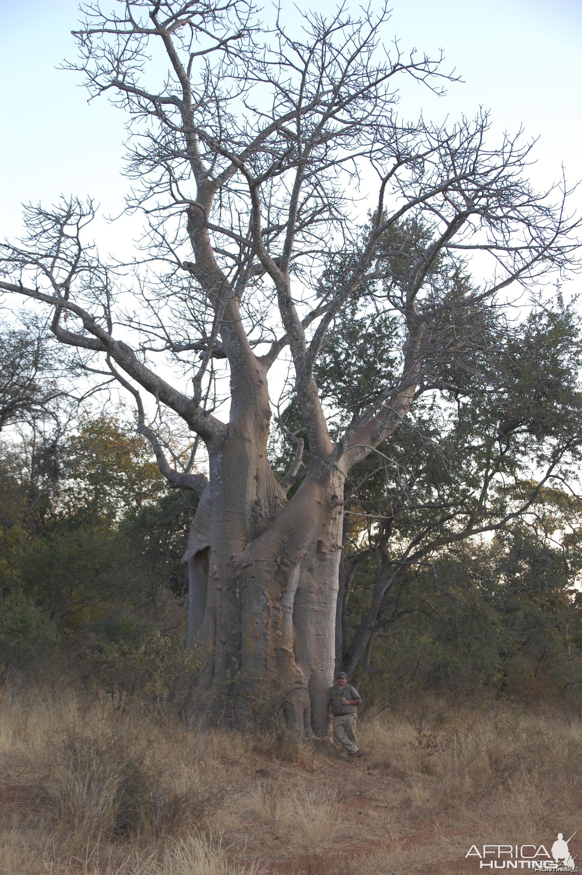 baobab