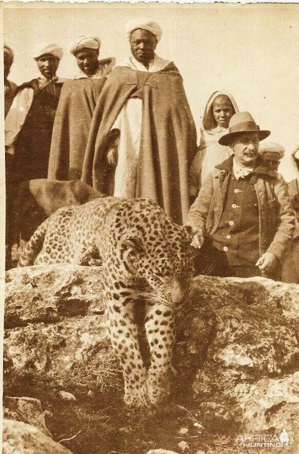 Barbary Leopard Hunting in Atlas Mountains