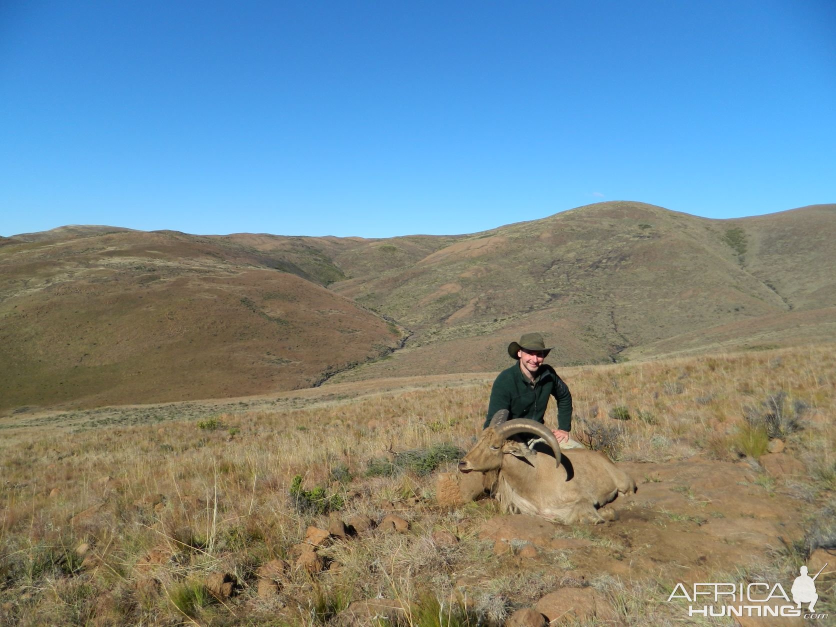 Barbary Sheep Beautiful Environment