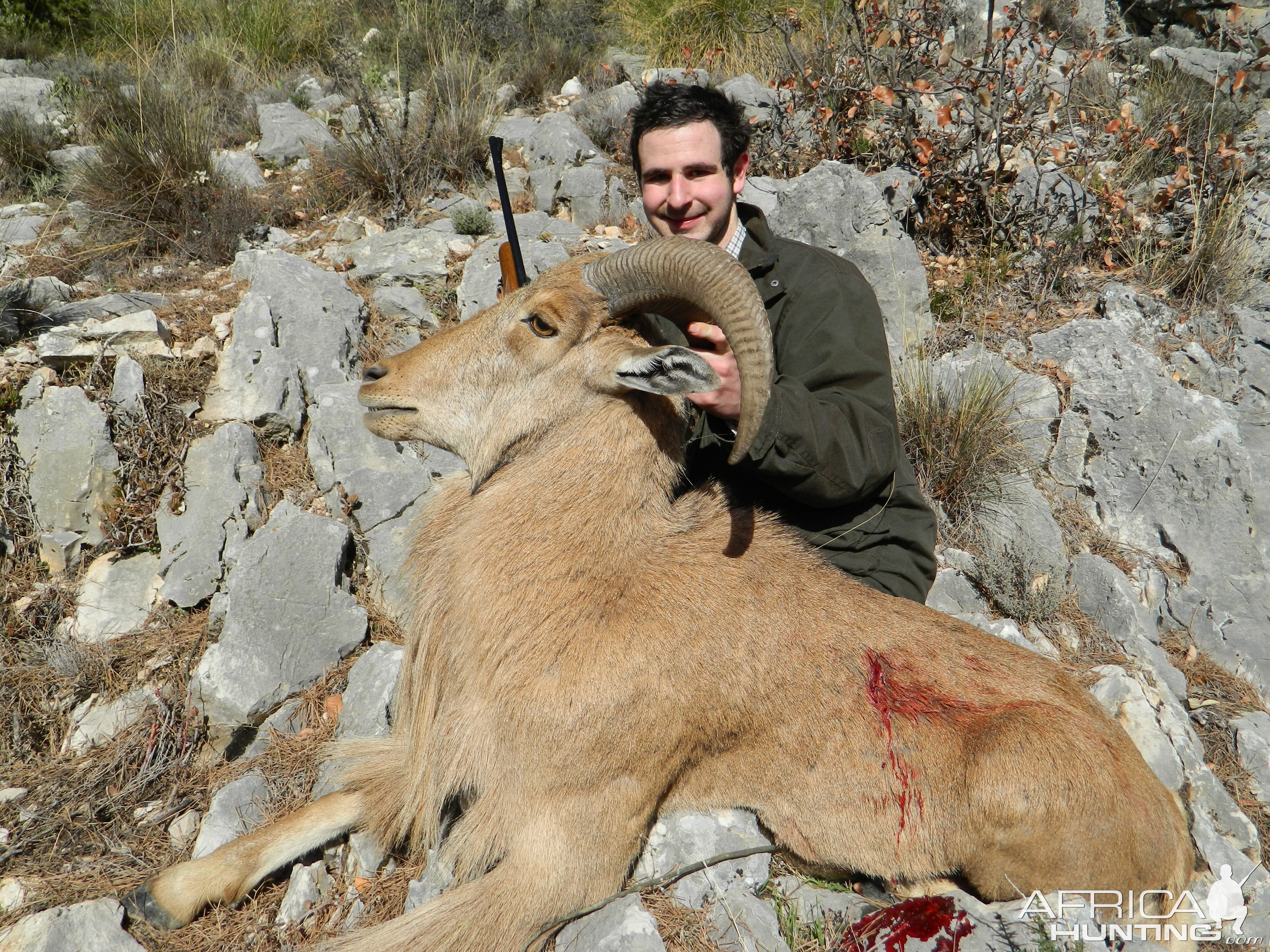 Barbary Sheep Hunt in Spain