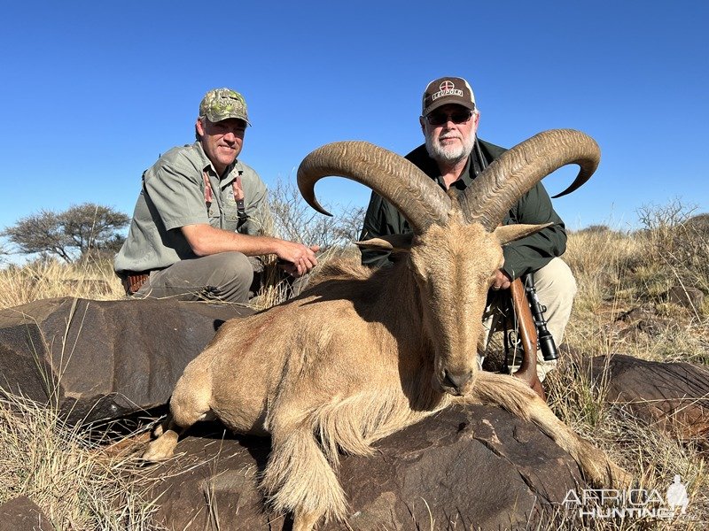 Barbary Sheep Hunt Karoo South Africa