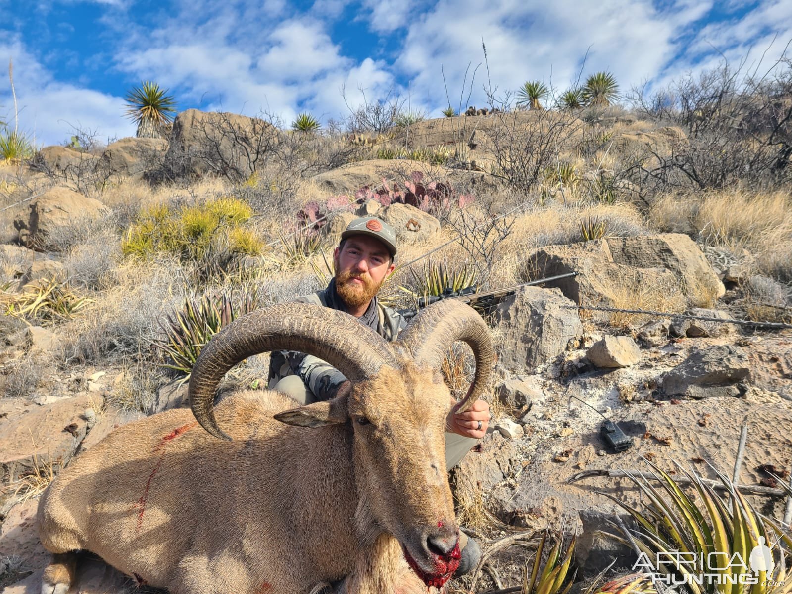 Barbary Sheep Hunt Mexico