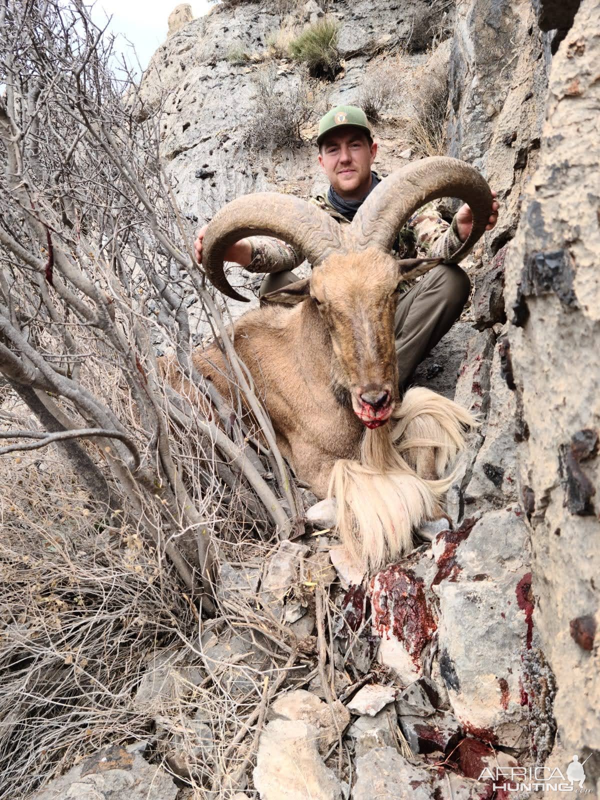 Barbary Sheep Hunt Mexico