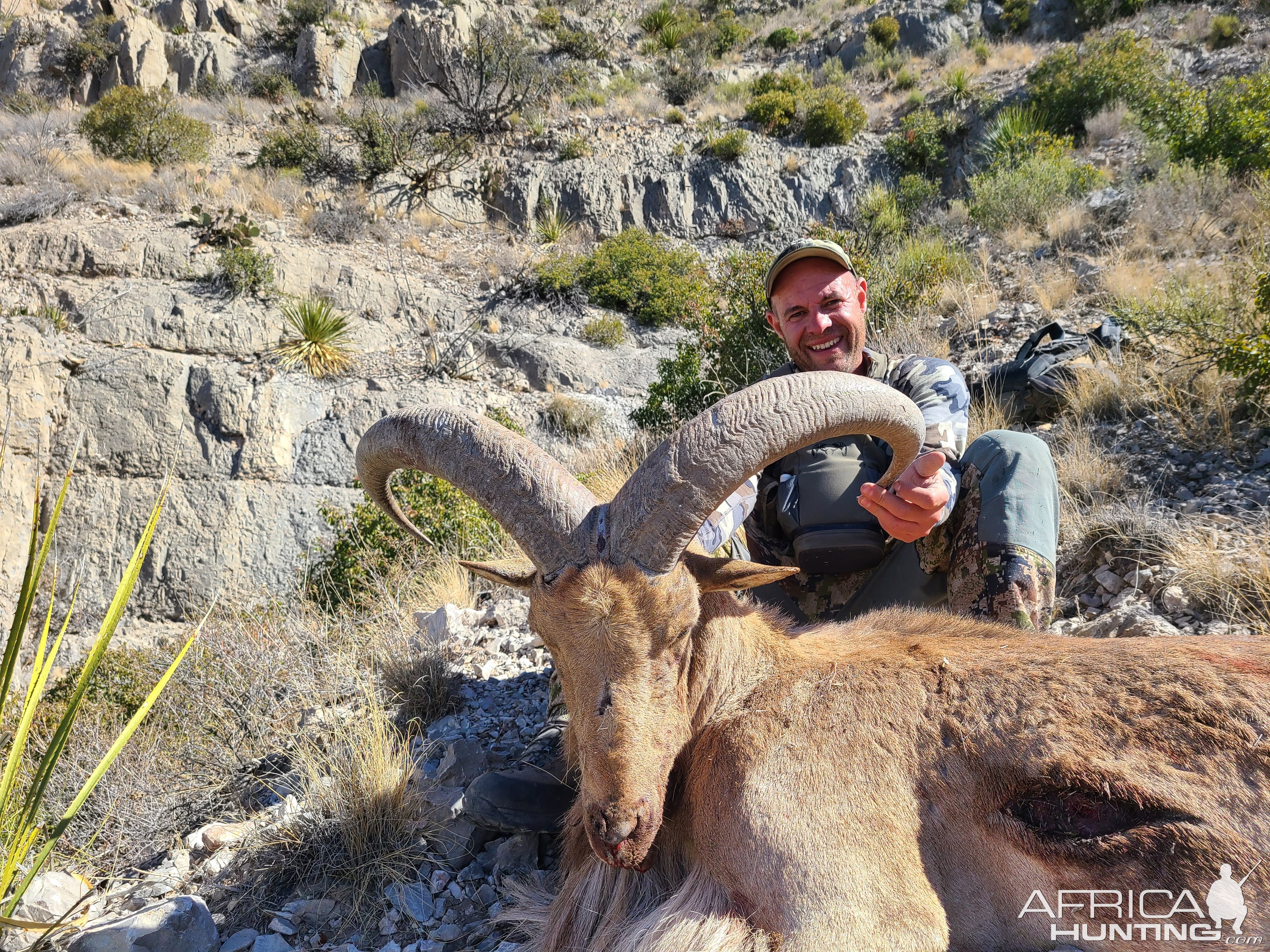 Barbary Sheep Hunt Mexico