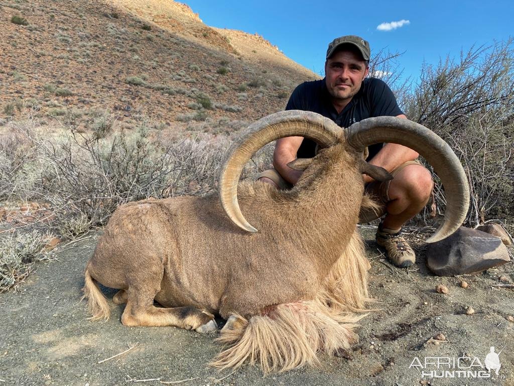 Barbary Sheep Hunt Nothern Cape South Africa