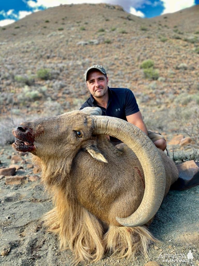 Barbary Sheep Hunt Nothern Cape South Africa