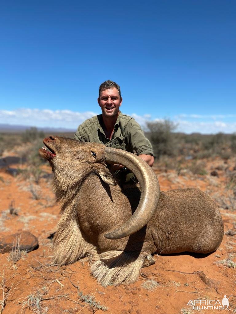 Barbary Sheep Hunt Nothern Cape South Africa