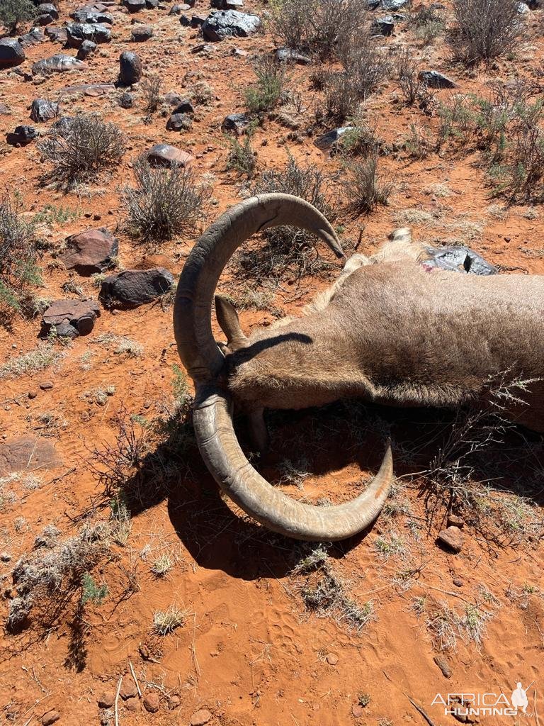 Barbary Sheep Hunt Nothern Cape South Africa