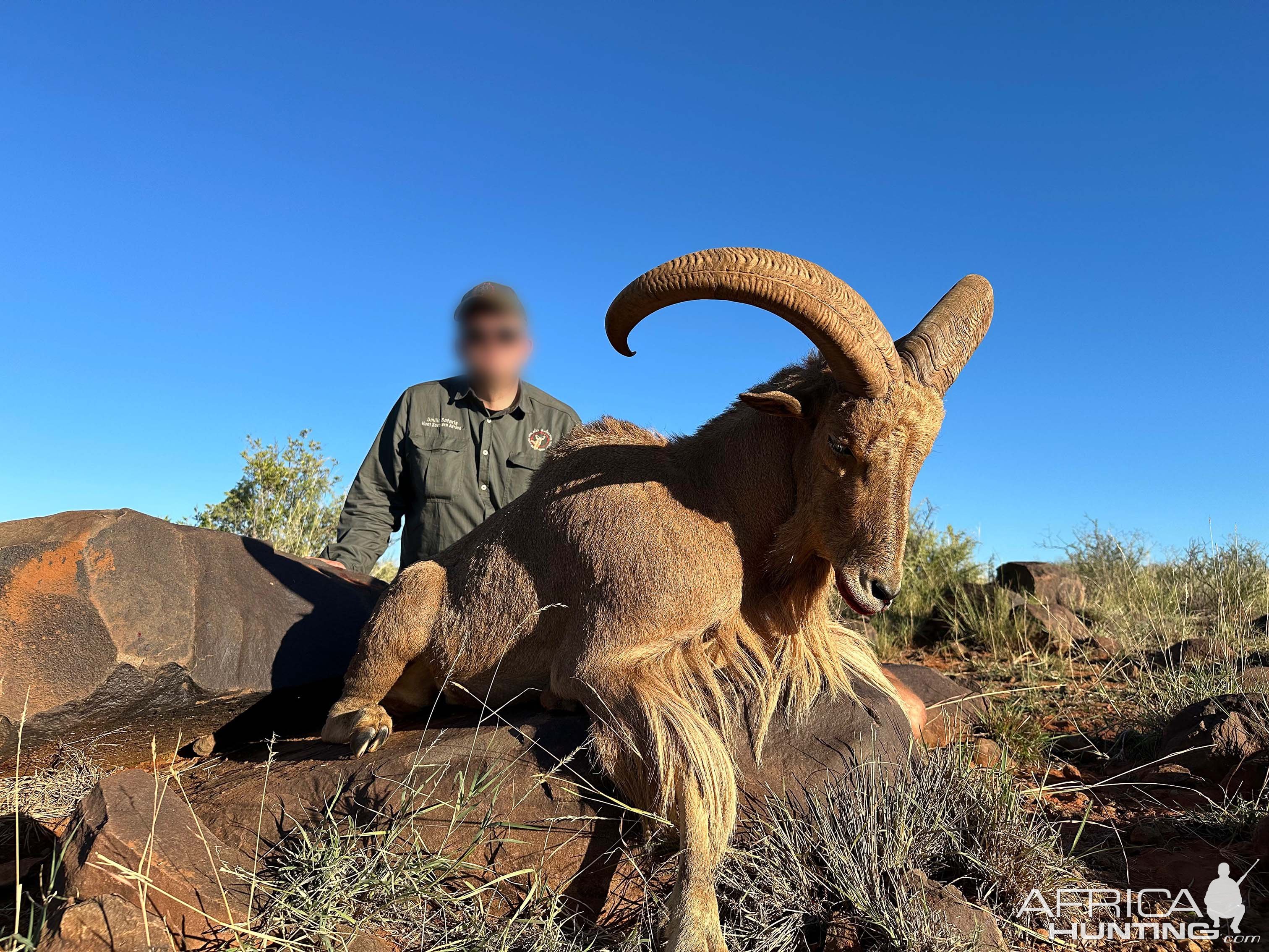 Barbary Sheep Hunt South Africa