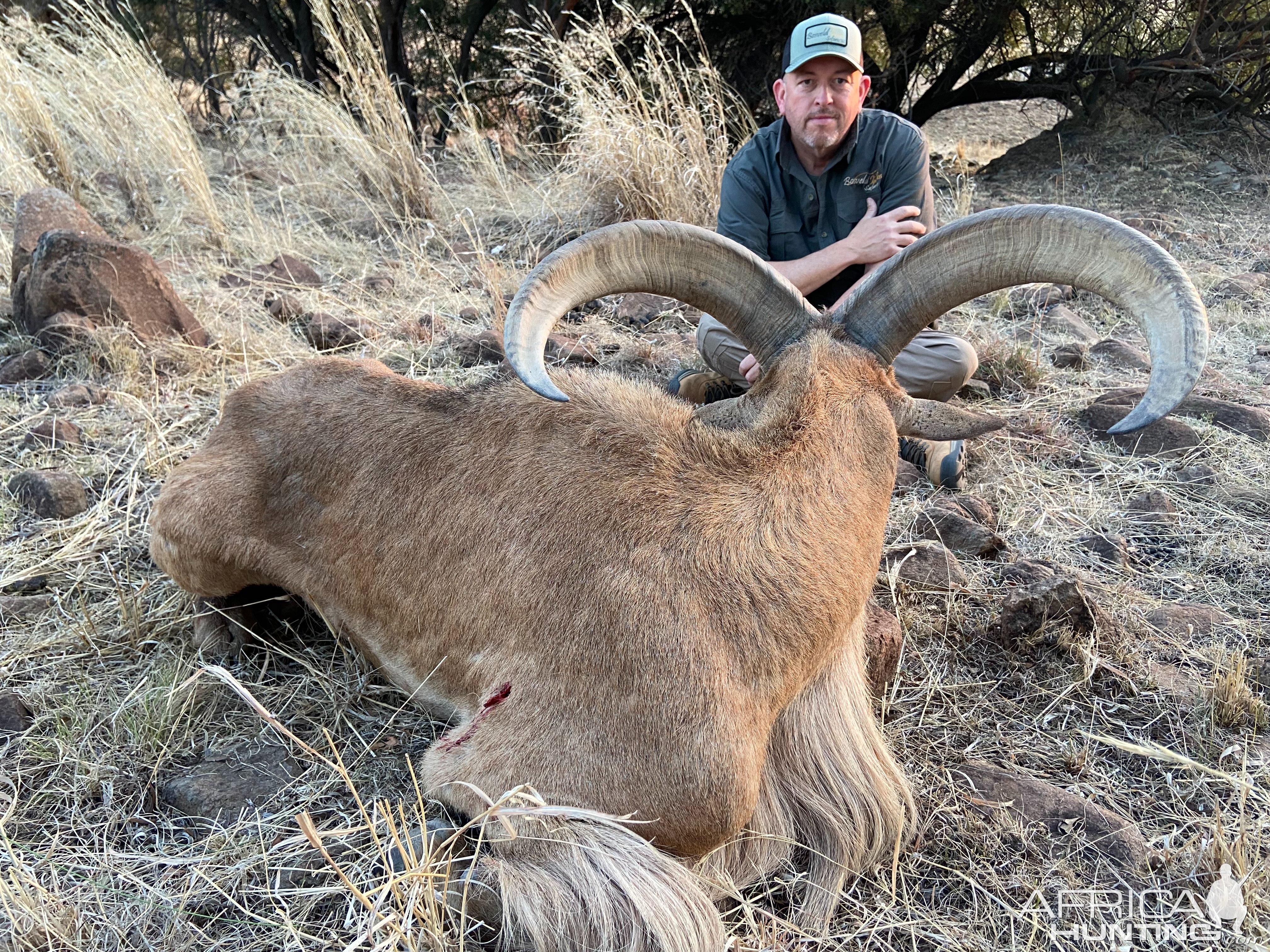 Barbary Sheep Hunt South Africa