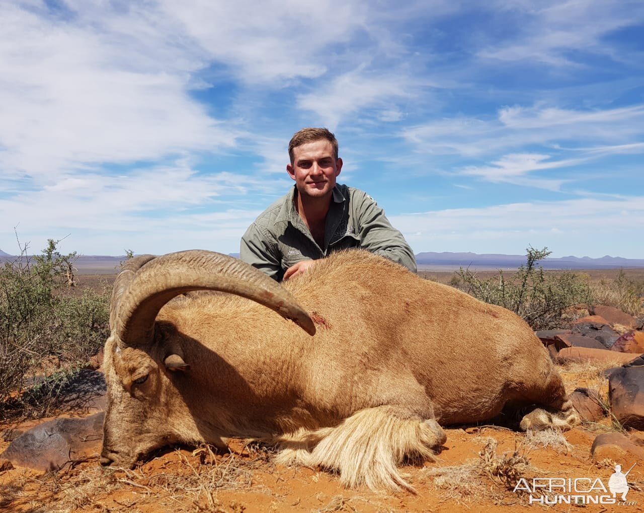 Barbary Sheep Hunt South Africa