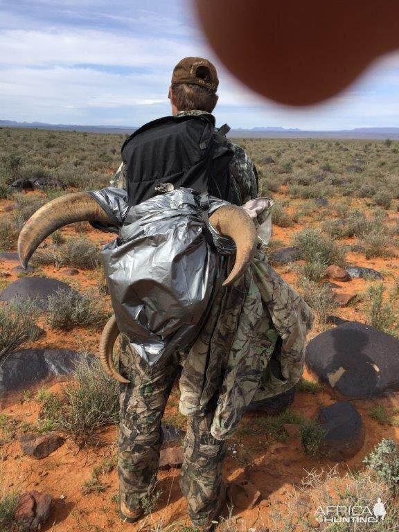 Barbary Sheep Hunt