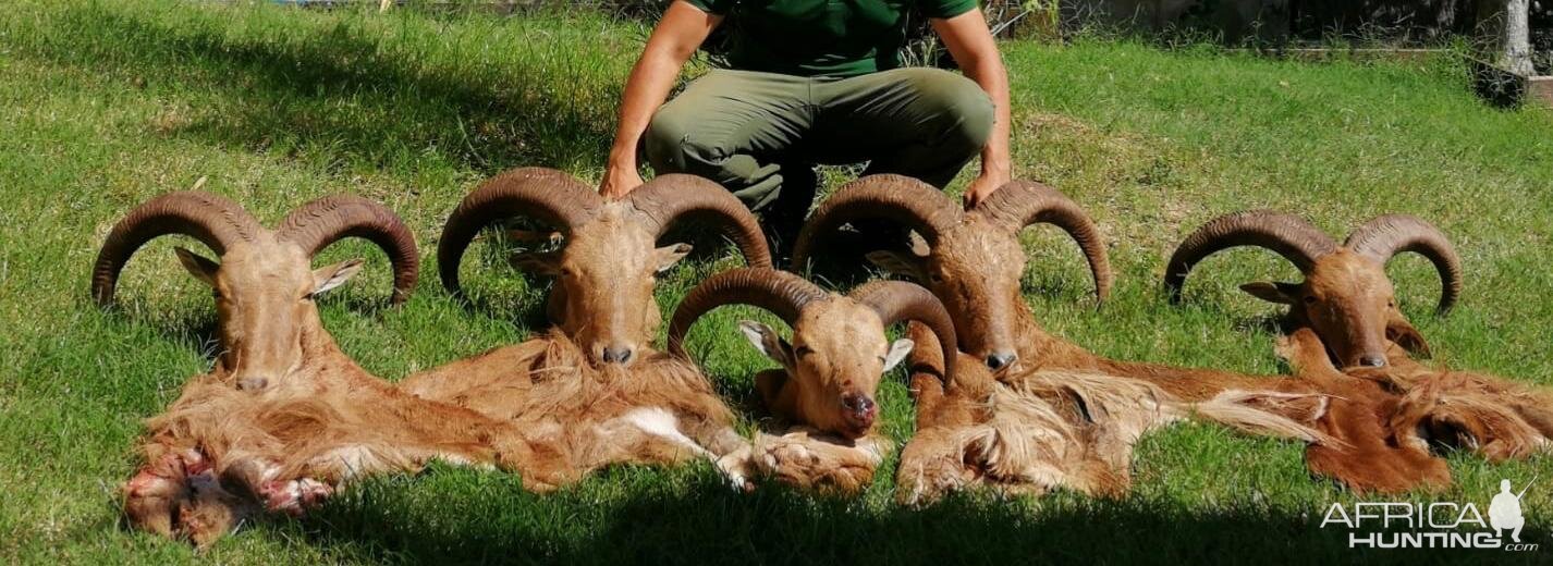 barbary sheep hunting