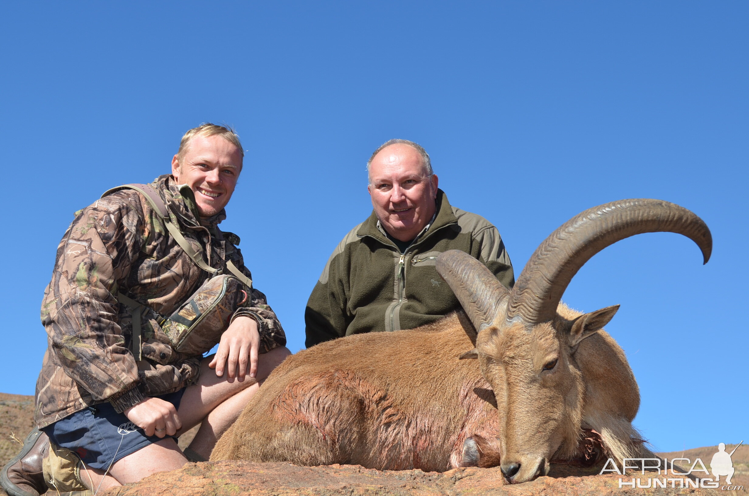 Barbary Sheep KMG Hunting Safaris