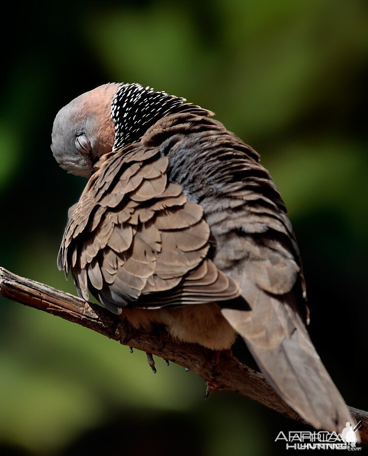 Barred-Dove taking a quick snooze...