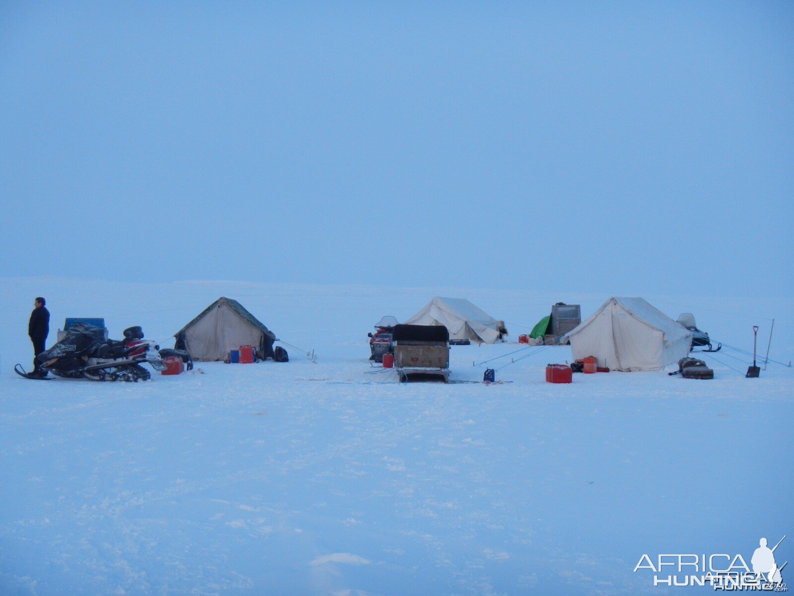 Barren Ground Musk-Ox Hunt